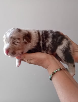 Les chiots de Berger Australien