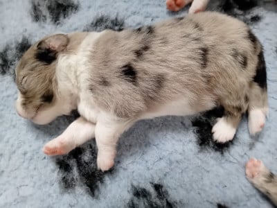 Les chiots de Berger Australien