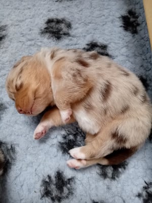 Les chiots de Berger Australien