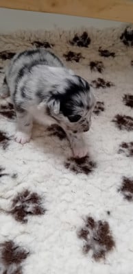 Les chiots de Berger Australien