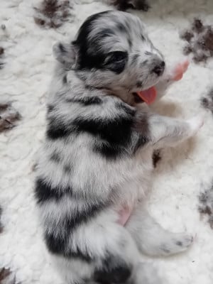 Les chiots de Berger Australien
