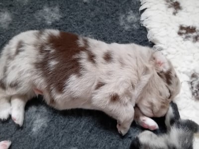 Les chiots de Berger Australien