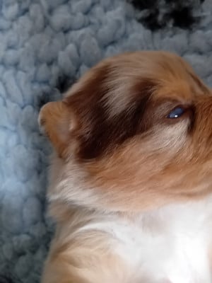 Les chiots de Berger Australien