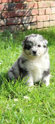 Les chiots de Berger Australien