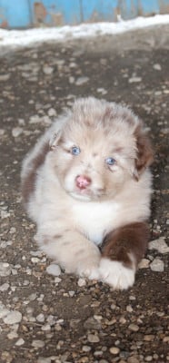 Les chiots de Berger Australien