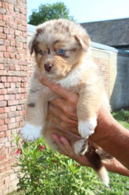 Les chiots de Berger Australien