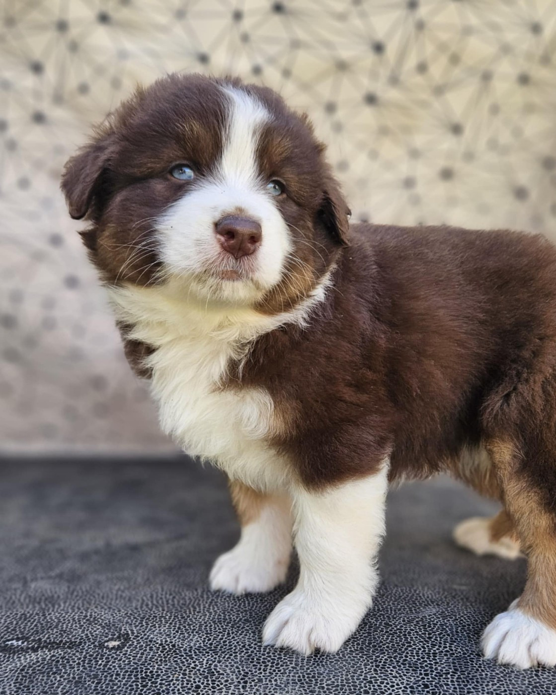 A CENT POUR CENT JINX de nanj'kaibloom