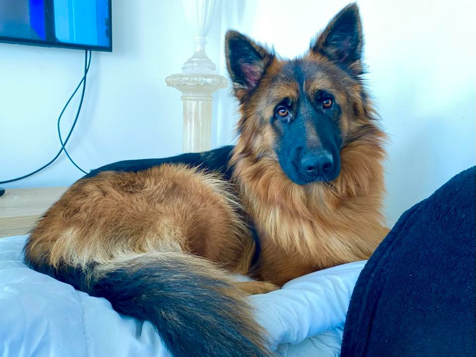 Légitime Démence Vibes-of-darkness