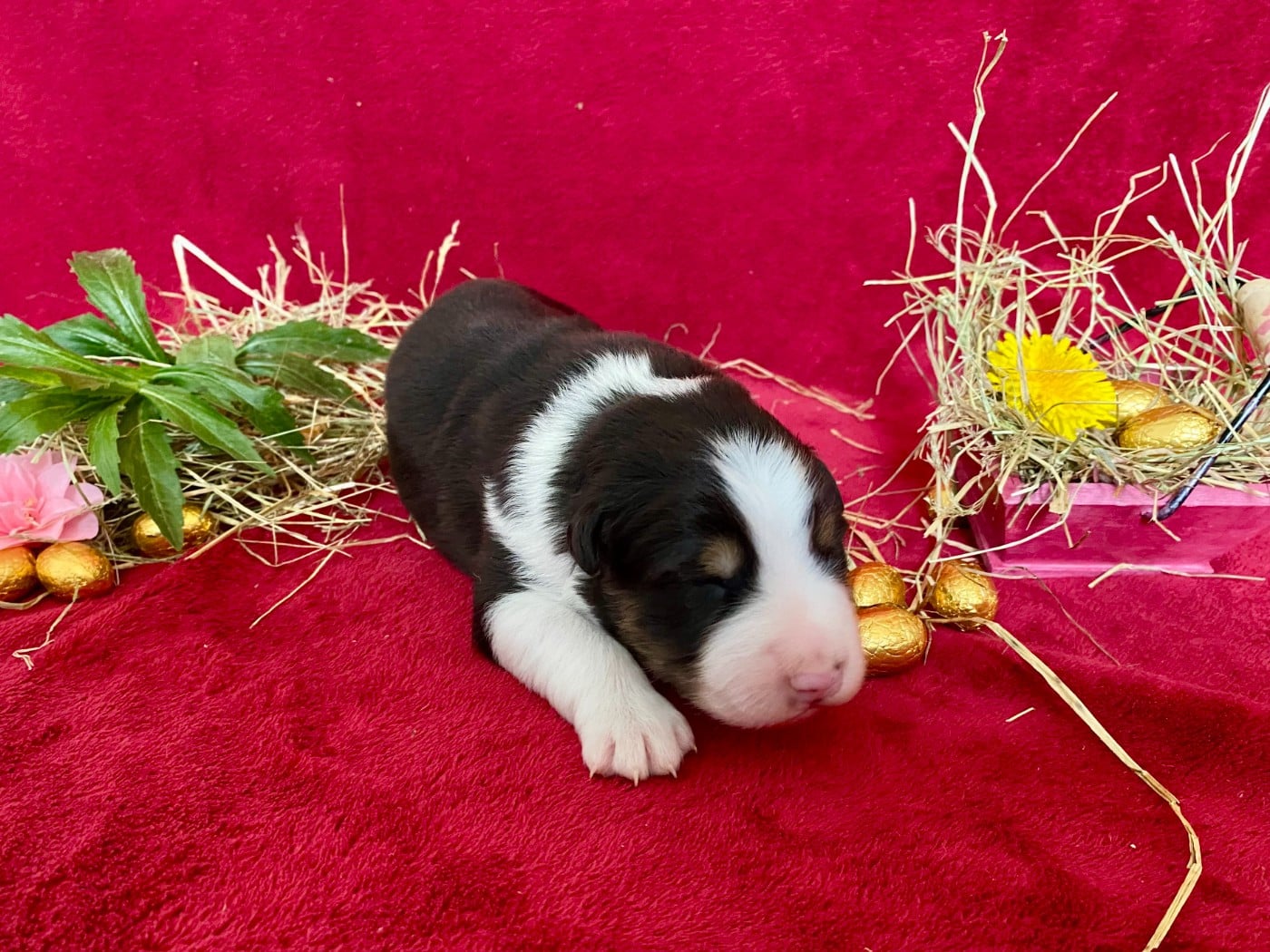 "BABY LOVE ..." - Berger Australien