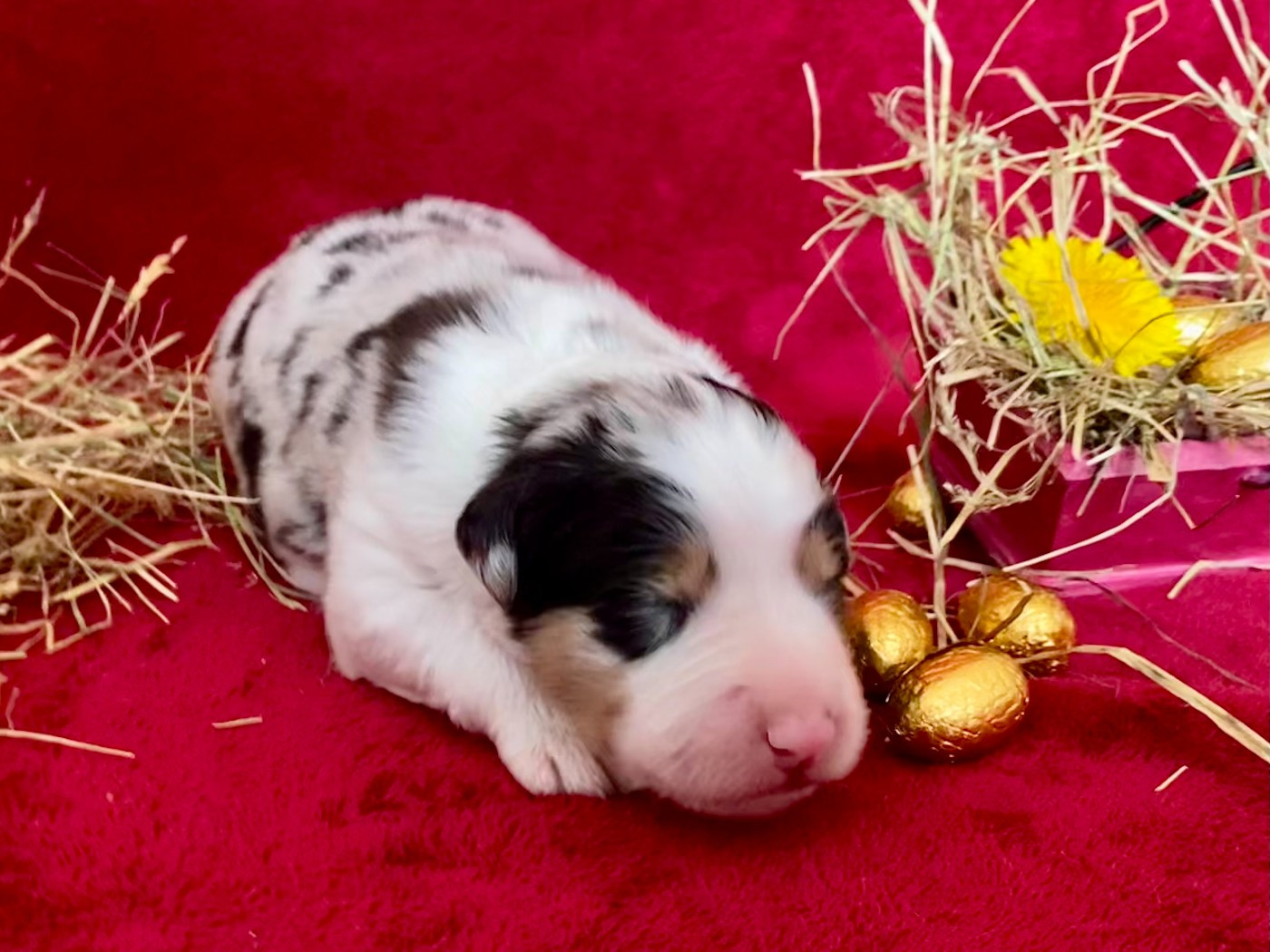 "BABY LOVE ..." - Berger Australien