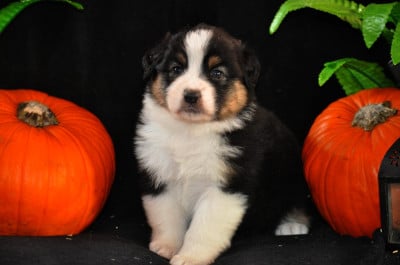Les chiots de Berger Australien