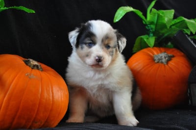 Les chiots de Berger Australien