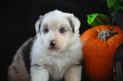 Les chiots de Berger Australien