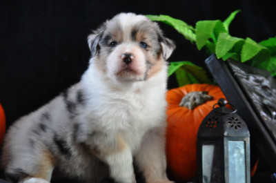 Les chiots de Berger Australien