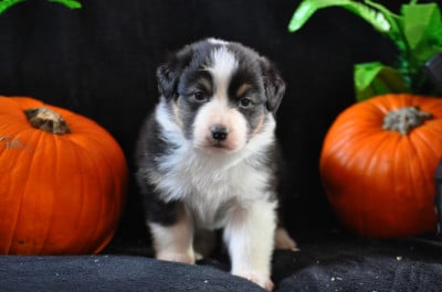 Les chiots de Berger Australien