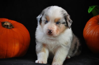 Les chiots de Berger Australien