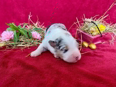 Les chiots de Berger Australien