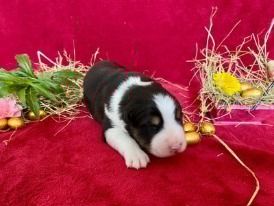 Les chiots de Berger Australien