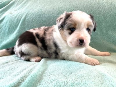 Les chiots de Berger Australien