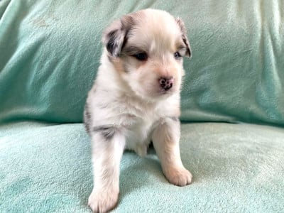 Les chiots de Berger Australien