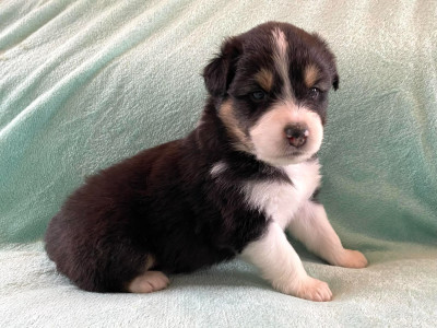 Les chiots de Berger Australien