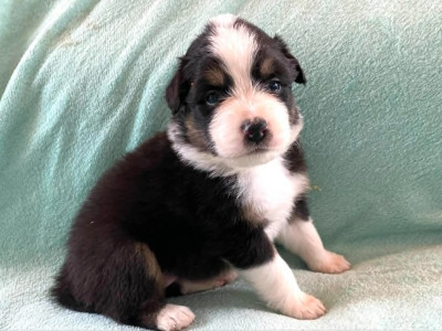 Les chiots de Berger Australien