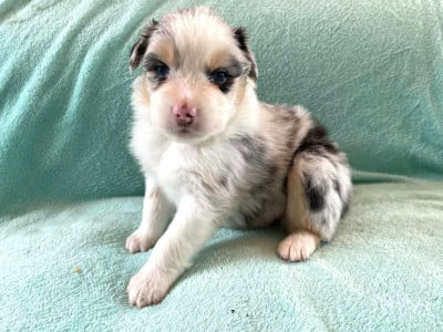 Les chiots de Berger Australien
