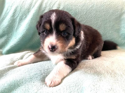 Les chiots de Berger Australien