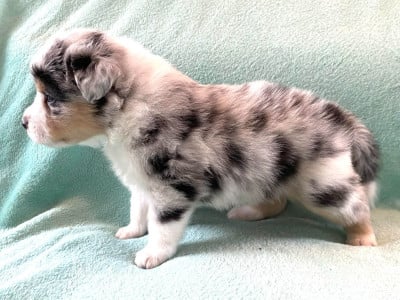 Les chiots de Berger Australien