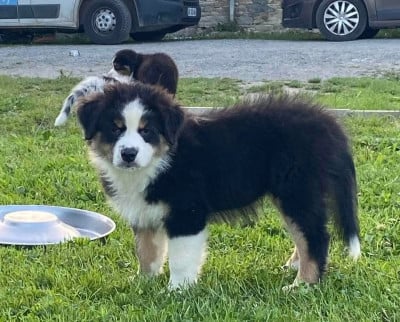 Les chiots de Berger Australien