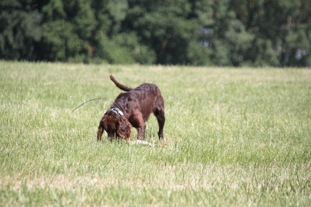 Newton od walczaka - Admis