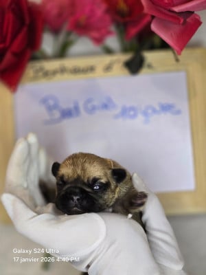 Les chiots de Bouledogue français