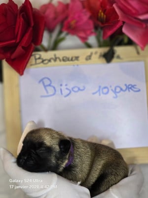 Les chiots de Bouledogue français