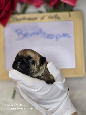 Les chiots de Bouledogue français
