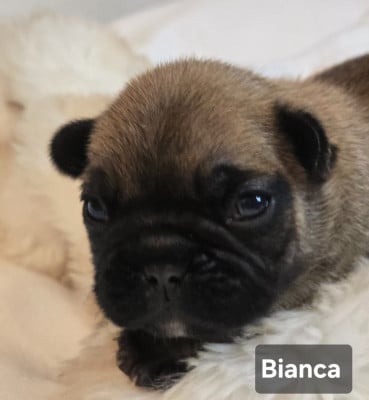 Les chiots de Bouledogue français