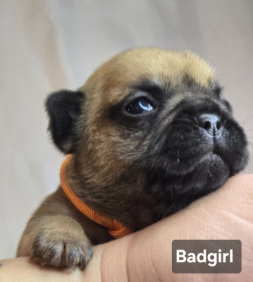 Les chiots de Bouledogue français