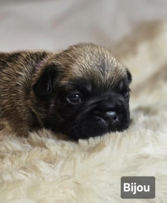 Les chiots de Bouledogue français