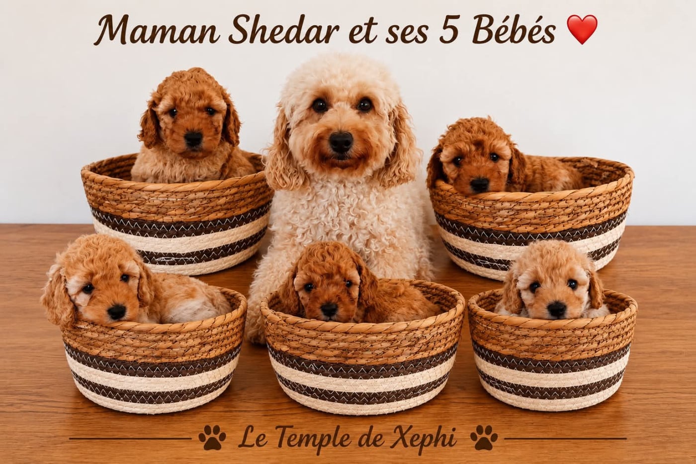 Chiot N°2 - Caniche