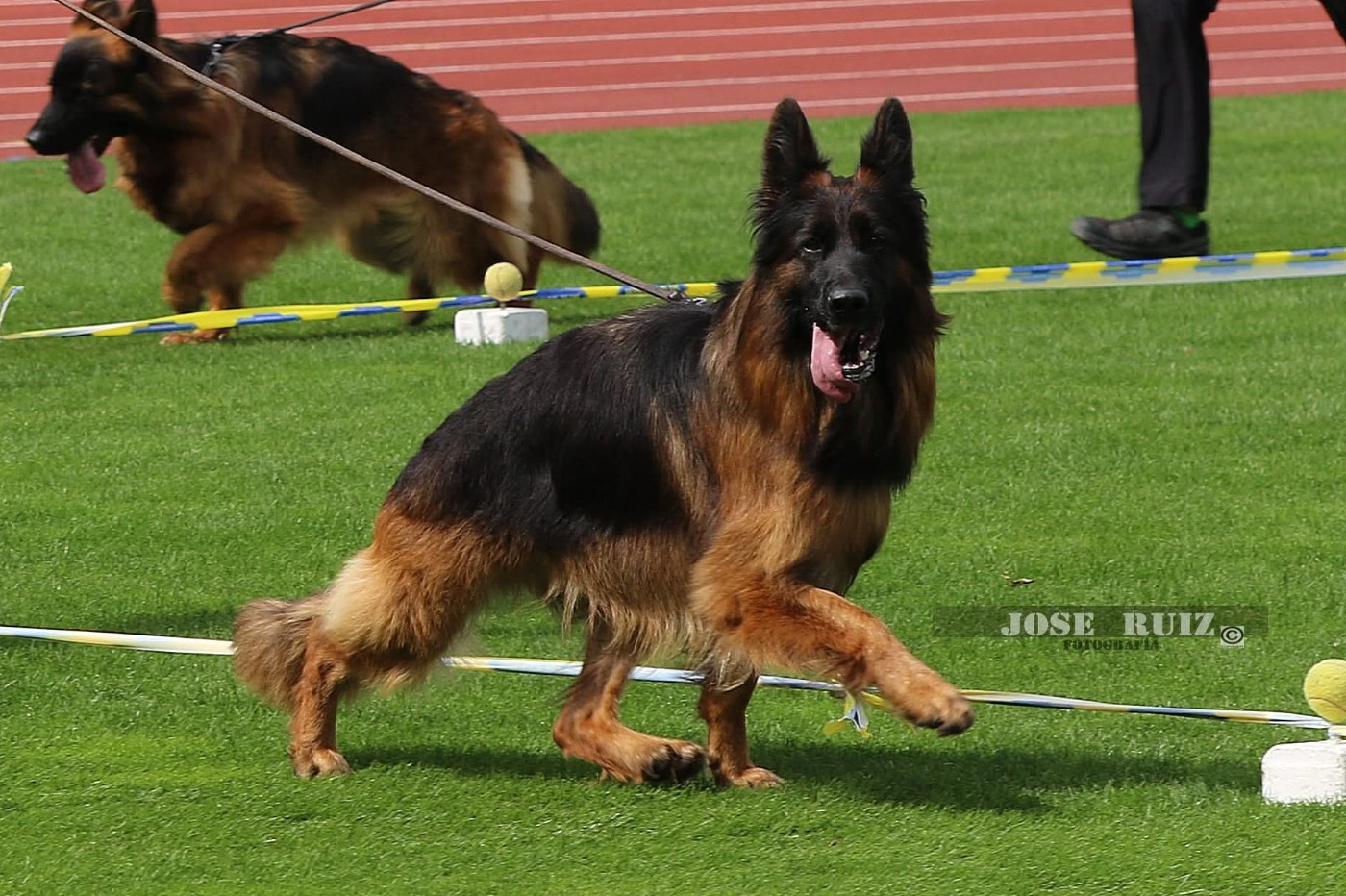 Publication : De L'Aisance Des Bois