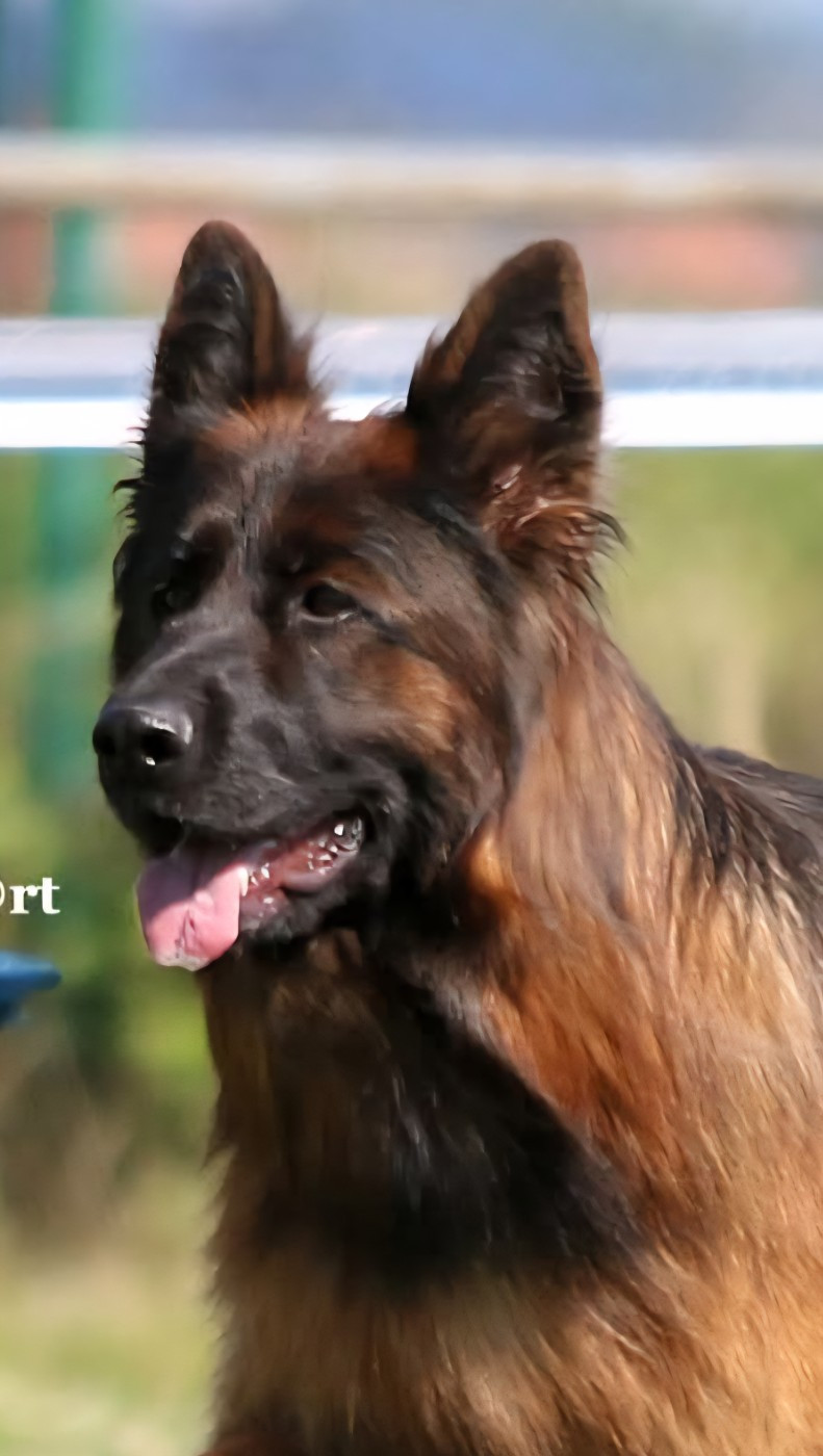 Publication : De L'Aisance Des Bois