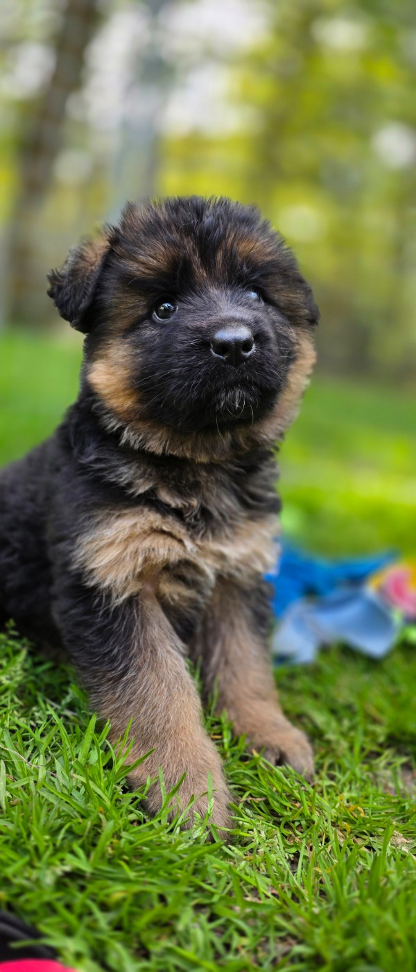 Chiot N°3 - Berger Allemand Poil Long