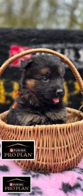 Les chiots de Berger Allemand Poil Long