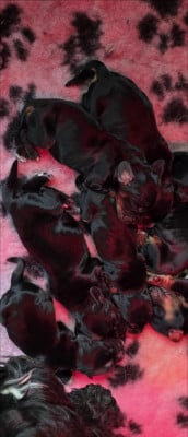 Les chiots de Cocker Spaniel Anglais