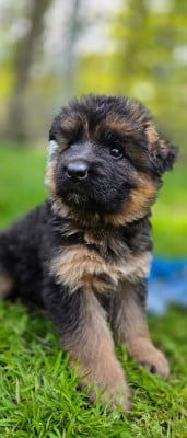 Les chiots de Berger Allemand Poil Long