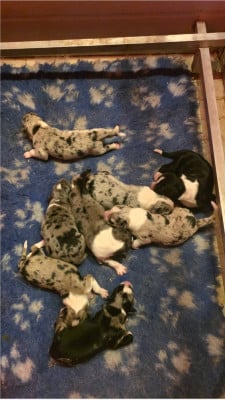 Les chiots de Border Collie