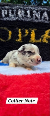 Les chiots de Border Collie
