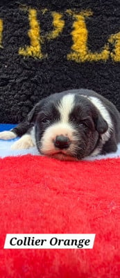 Les chiots de Border Collie