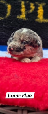 Les chiots de Border Collie