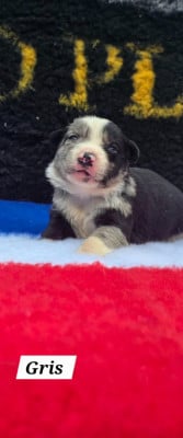 Les chiots de Border Collie