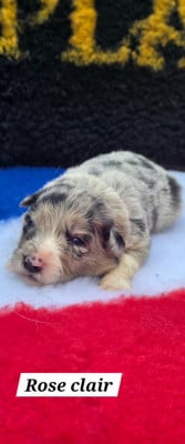 Les chiots de Border Collie